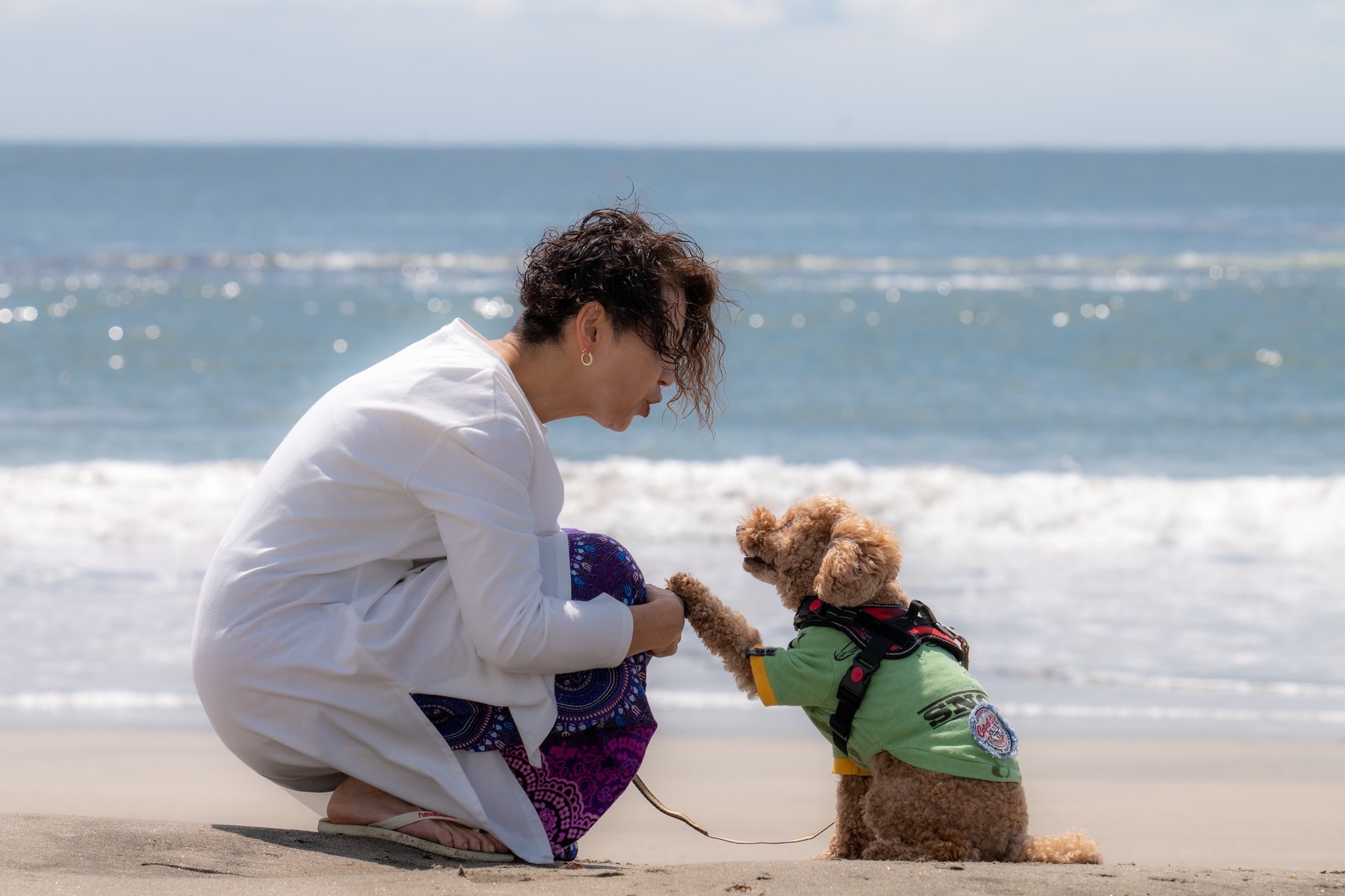 海辺で愛犬と向き合う飼い主