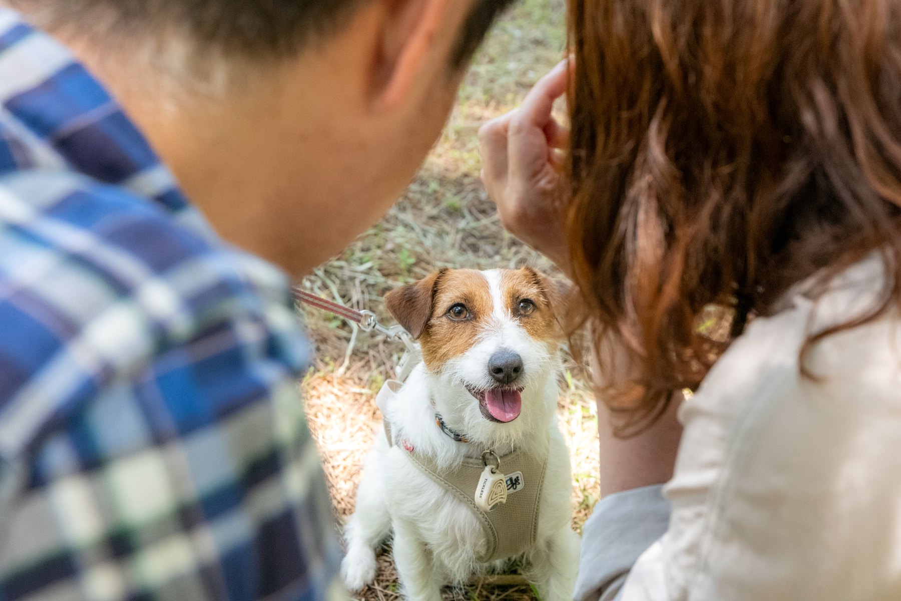 愛犬を見つめる家族の近い距離