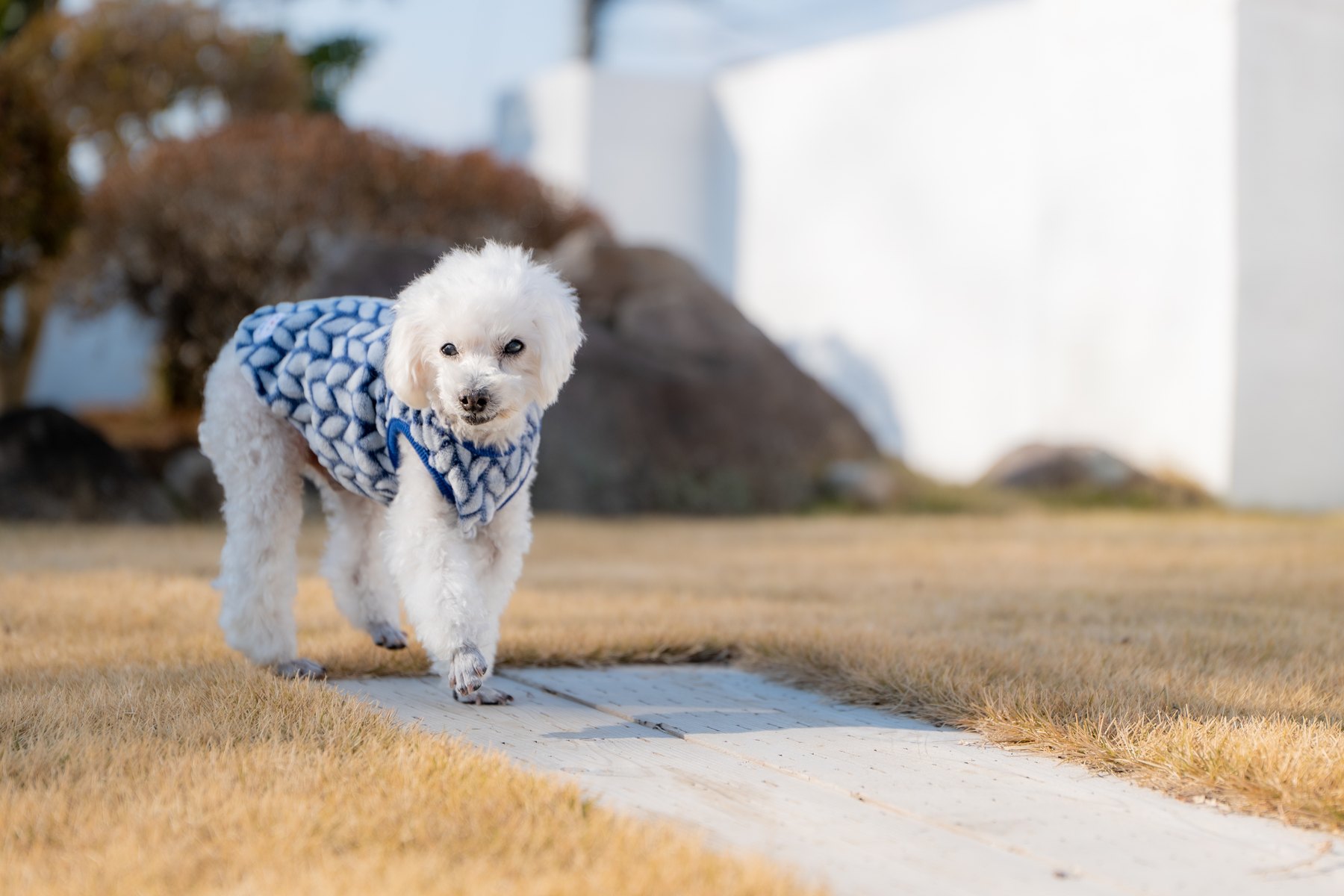 シニア犬と穏やかに向き合う撮影の様子