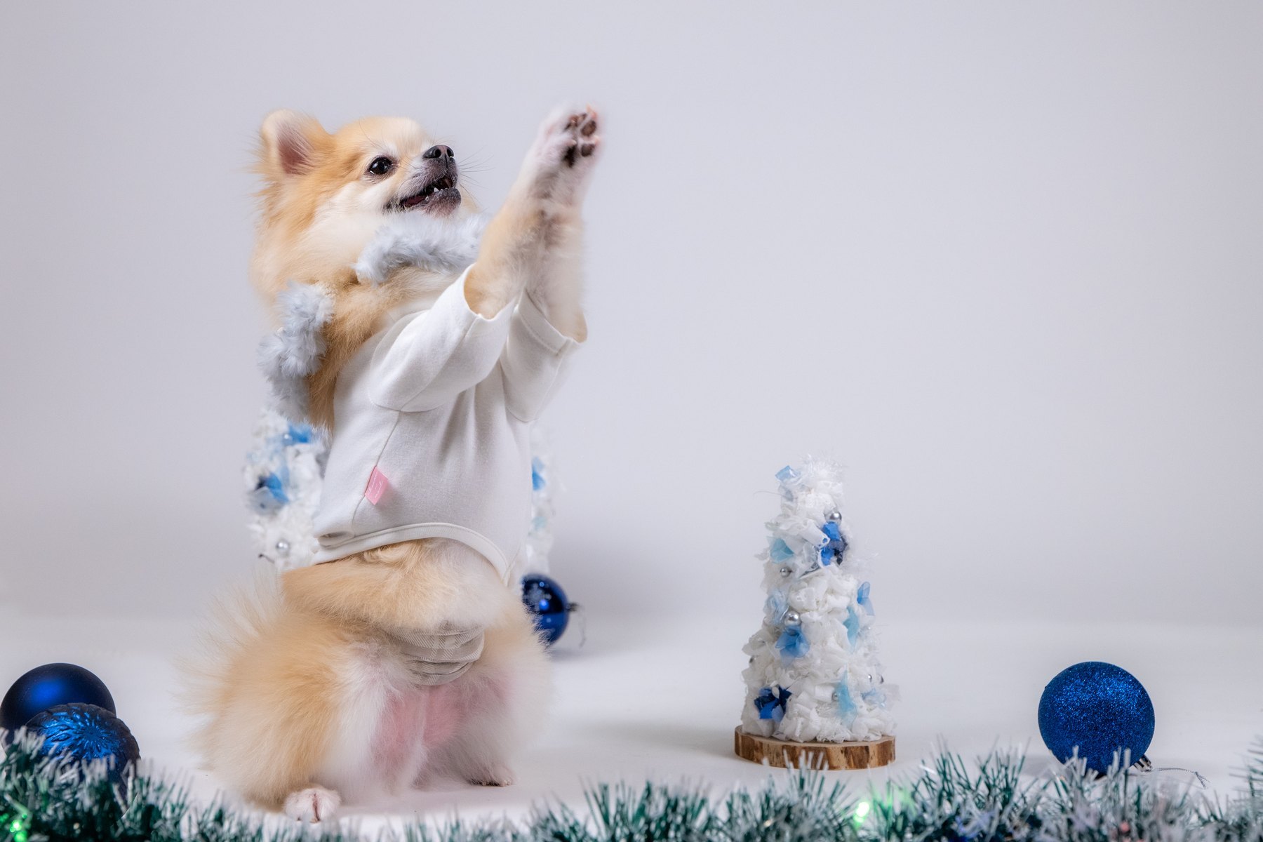 白い背景で立ち上がる小型犬